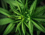 HEAVY CANNABIS USE BY FEMALE ADULTS ASSOCIATED WITH LOWER INCIDENCE OF DIABETES